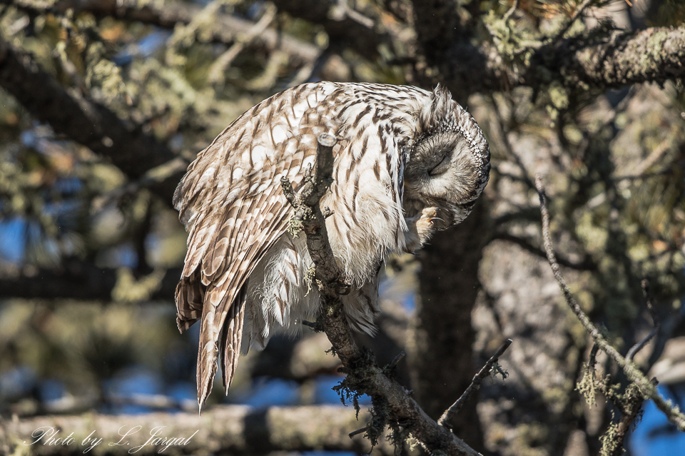 The Ural owl (Strix uralensis)